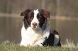 BORDER COLLIE 1444
